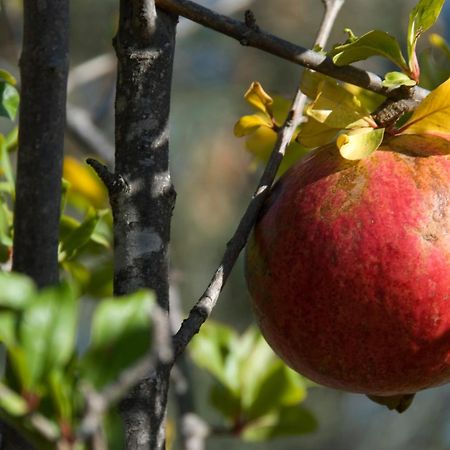 El Jardin De Los Suenos Rodalquilar Eksteriør billede