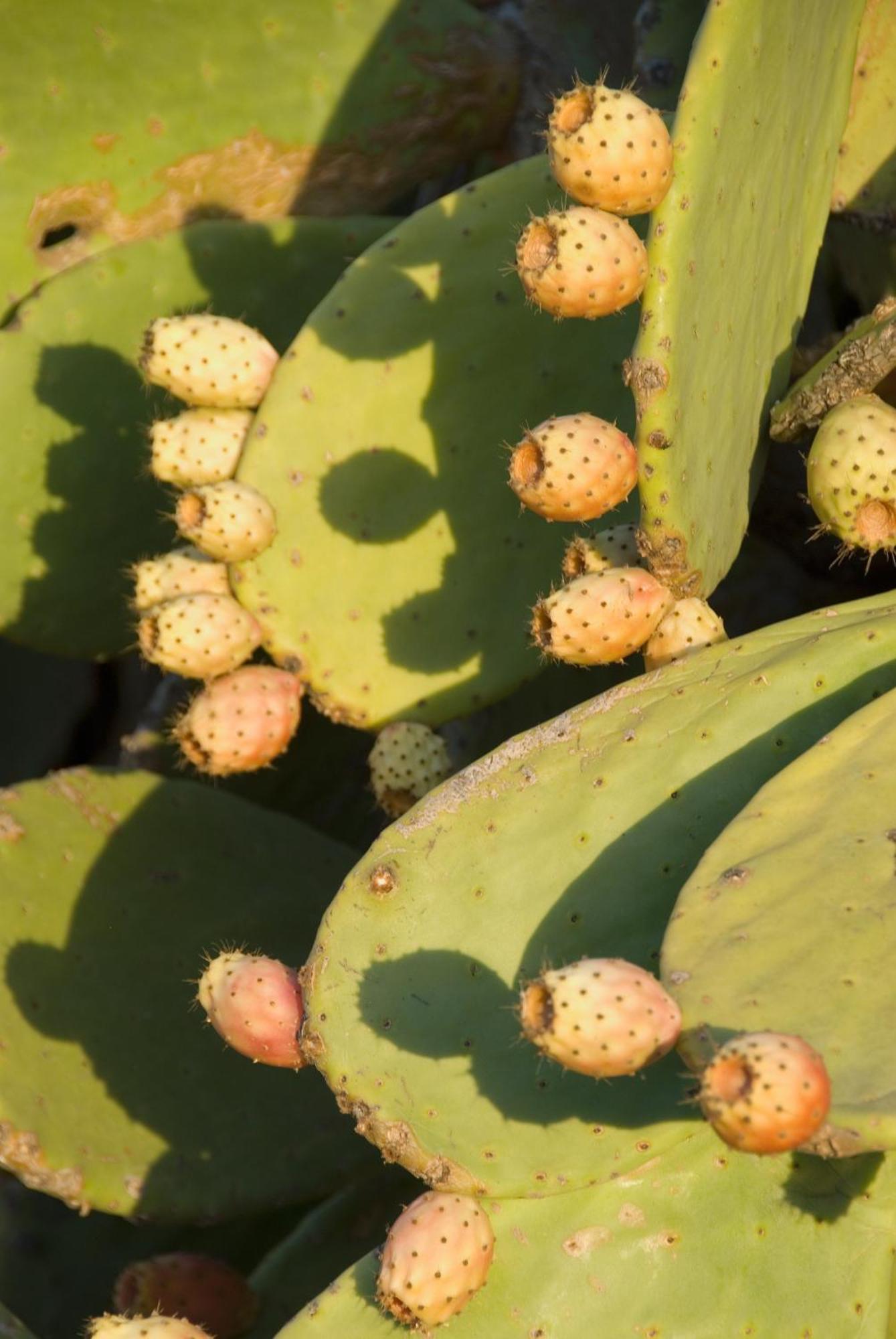 El Jardin De Los Suenos Rodalquilar Eksteriør billede
